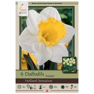 Narcissus Trumpet – Holland Sensation – 4 Bulb Pack