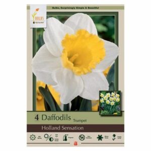 Narcissus Trumpet – Holland Sensation – 4 Bulb Pack