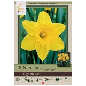 Narcissus Large Cupped – Gigantic Star – 8 Bulb Pack