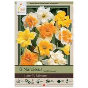 Narcissus Split Corona – Butterfly Mix – 8 Bulb Pack