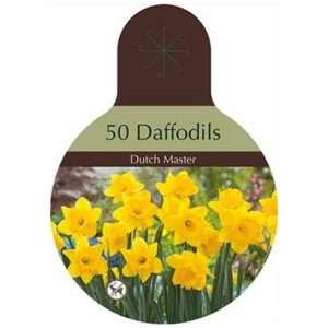 Narcissus Trumpet – Dutch Master – 40 Bulb Pack