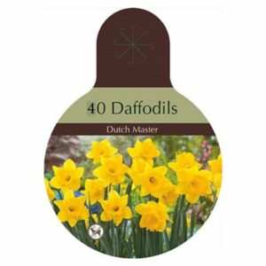 Narcissus Trumpet – Dutch Master – 40 Bulb Pack