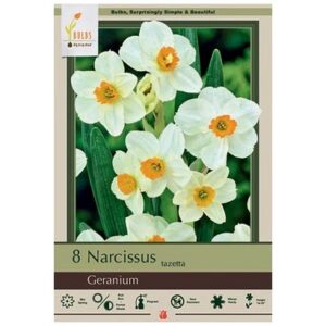 Narcissus Tazetta – Geranium – 8 Bulb pack