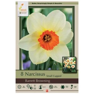 Narcissus Small Cupped – Barret Browning – 8 Bulb Pack