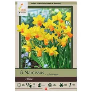 Narcissus Cyclamineus – Jetfire – 8 Bulb Pack