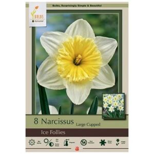 Narcissus Large Cupped – Ice Follies – 7 Bulb Pack