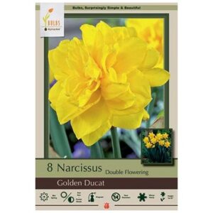 Narcissus Double Flowering – Golden Ducat – 8 Bulb Pack