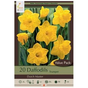 Narcissus Trumpet – Dutch Master – 20 Bulb Value Pack