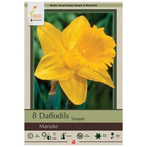 Narcissus Trumpet – Marieke – 6 Bulb Pack