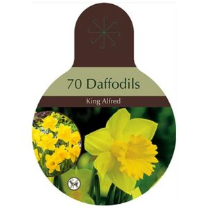 Narcissus Trumpet – King Alfred – 60 Bulb Pack