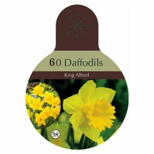Narcissus Trumpet – King Alfred – 60 Bulb Value Pack