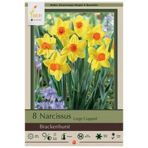 Narcissus Large Cupped – Brackenhurst – 8 Bulb Pack