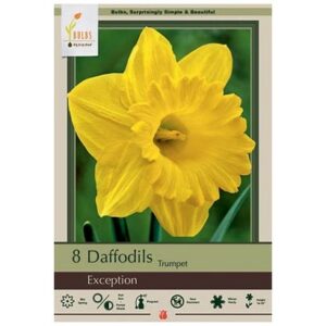 Narcissus Trumpet – Exception – 8 Bulb Pack