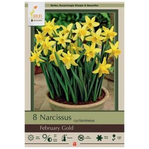 Narcissus Cyclamineus – February Gold – 8 Bulb Pack