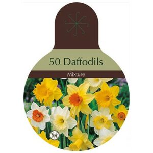 Narcissus Large Cupped Mix – 60 Bulb Pack