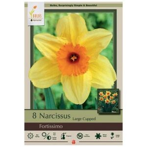 Narcissus Large Cupped – Fortissimo – 7 Bulb Pack