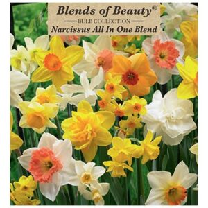 Narcissus – All In One – 12 Bulb Pack