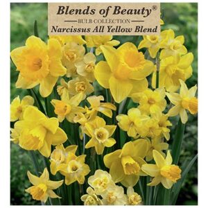 Narcissus – All Yellow Blend – 12 Bulb Pack