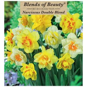 Narcissus Double Flowering – Double Blend – 15 Bulb Pack