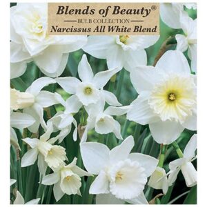 Narcissus – All White Blend – 12 Bulb Pack