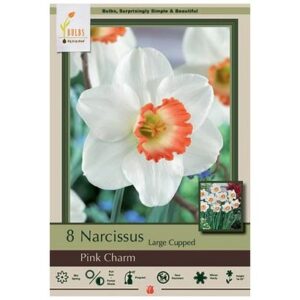 Narcissus Large Cupped – Pink Charm – 8 Bulb Pack