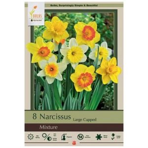 Narcissus Large Cupped – Narcissus Mix – 8 Bulb Pack