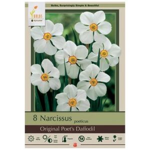 Narcissus Poeticus – Original Poet’s Daffodil – 8 Bulb Pack