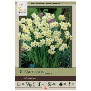 Narcissus Tazetta – Minnow – 8 Bulb Pack