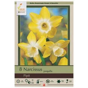 Narcissus Jonquilla – Pipit – 8 Bulb Pack