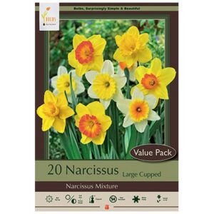 Narcissus Large Cupped Mix – 20 Bulb Value Pack