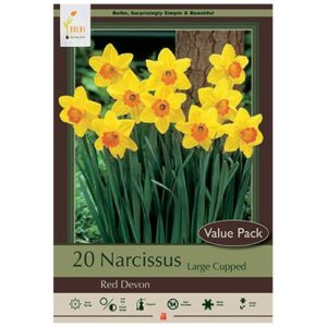 Narcissus Large Cupped – Red Devon – 20 Bulb Value Pack