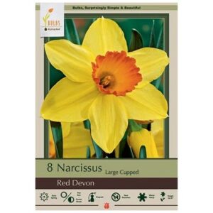 Narcissus Large Cupped – Red Devon – 8 Bulb Pack