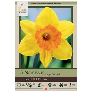 Narcissus Large Cupped – Scarlett O’Hara – 8 Bulb Pack