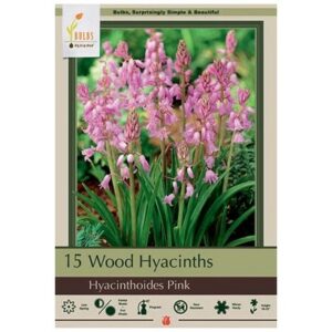 Hyacinthoides Hispanica – Wood Pink – 10 Bulb Pack