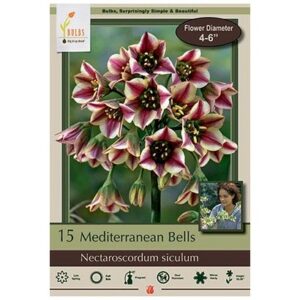 Nectaroscordum Siculum – Mediterranean Bells – 15 Bulb Pack