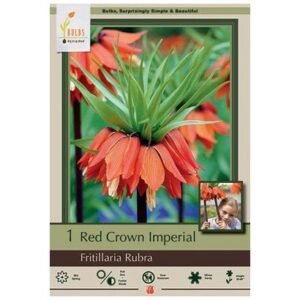 Fritillaria Imperialis – Rubra – 1 Bulb Pack