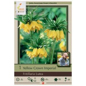 Fritillaria Imperialis – Lutea – 1 Bulb Pack