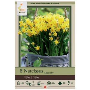 Narcissus Specialty – Tête à Tête – 7 Bulb Pack