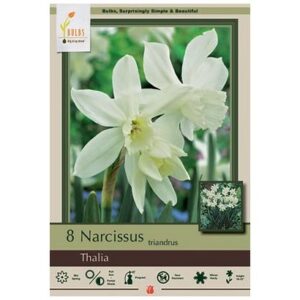 Narcissus Triandrus – Thalia – 6 Bulb Pack