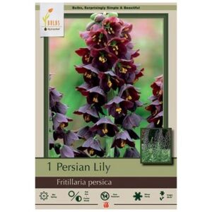 Fritillaria Persica – 1 Bulb Pack