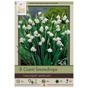 Leucojum Aestivum – Giant Snowdrop – 8 Bulb Pack