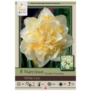 Narcissus Double Flowering – White Lion – 8 Bulb Pack