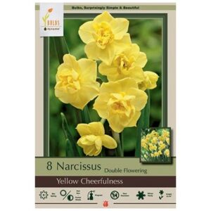 Narcissus Double Flowering – Yellow Cheerfulness – 8 Bulb Pack