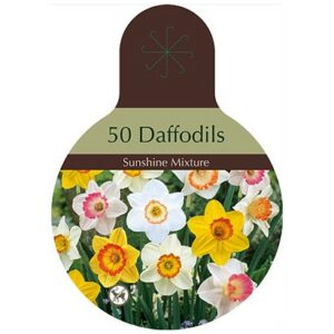 Narcissus Large Cupped – Sunshine Mix – 40 Bulb Pack