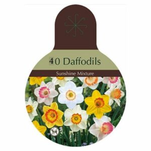 Narcissus Large Cupped – Sunshine Mix – 40 Bulb Value Pack