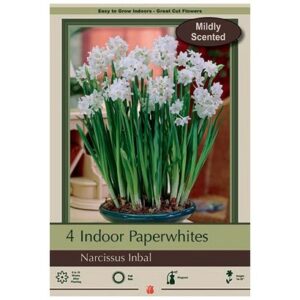 Paperwhite – Inbal – 4 Bulb Pack