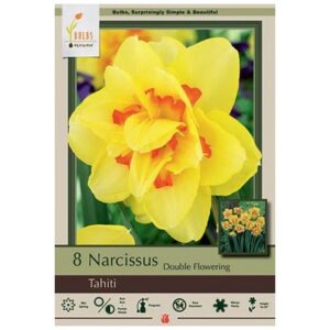 Narcissus Double Flowering – Tahiti – 8 Bulb Pack