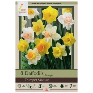 Narcissus Trumpet – Trumpet Mix – 8 Bulb Pack