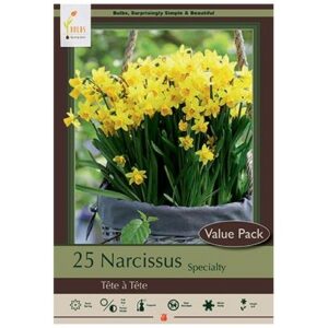 Narcissus Specialty – Tête à Tête – 20 Bulb Value Pack