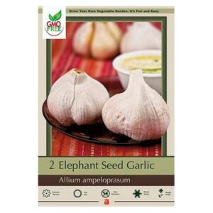 Garlic – Elephant – 1 Bulb Pack